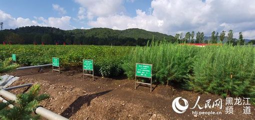 黑龍江省林草局召開現場推進會 以花卉種植為支點，撬動產業興、職工富、生態美的新型林場建設