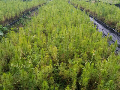 忻城苗木栽培正當時，林業產業鋪就脫貧致富路