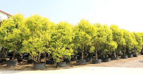 行情回暖，機遇與挑戰并存——深度解析苗木市場新趨勢與苗圃發展策略