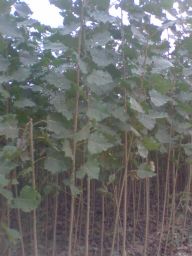 綠化苗木產品介紹與201花卉種植指南