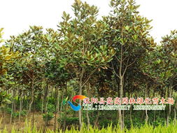 走進亮亮園林 廣玉蘭與花卉種植的詩意四季