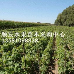 創新驅動綠色未來 水果苗木在林業種殖中的發展路徑與前景