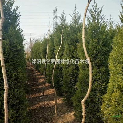 走進沭陽縣廣漢園林苗木場 打造綠色生態的專業苗木基地